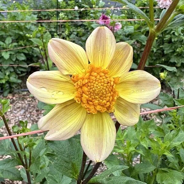 Bloomquist Golden — Petal Creek Farm